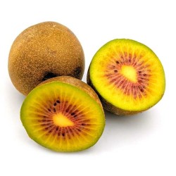 KIWI ROUGE