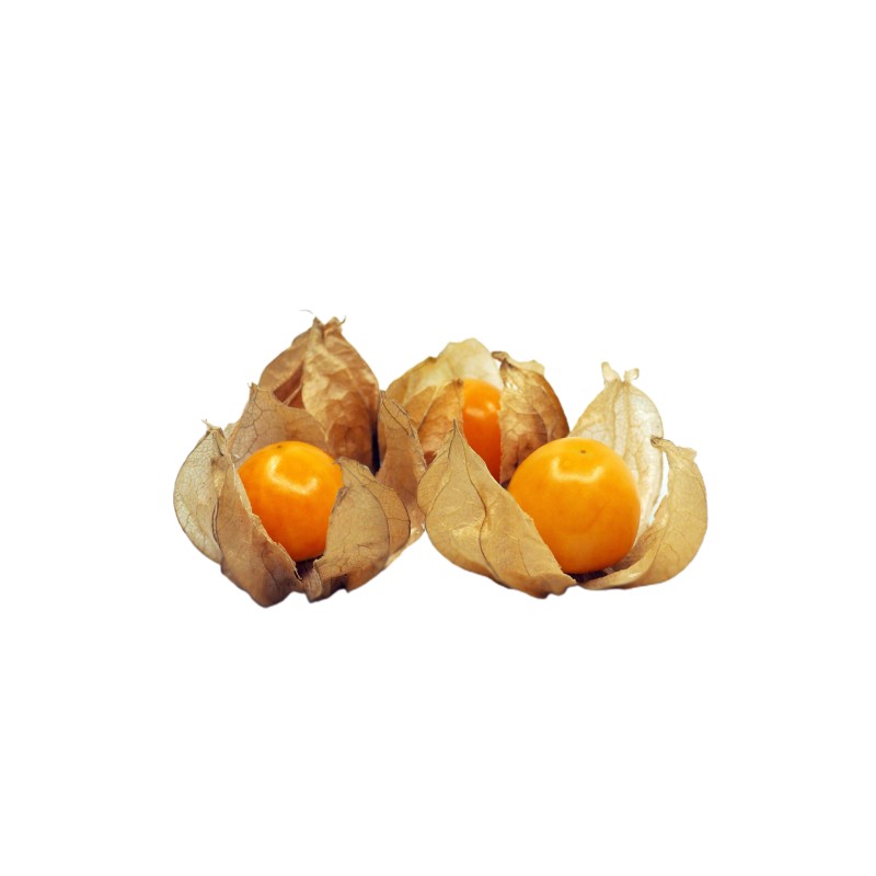 PHYSALIS